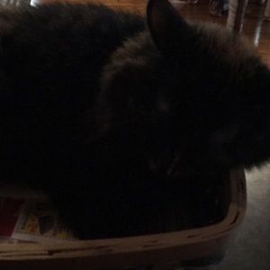 Meet your Posher, Kerry